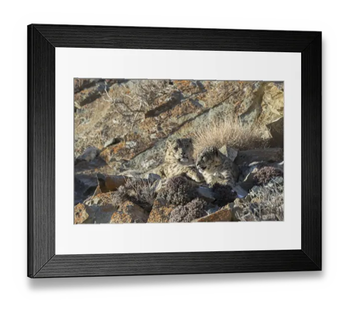 Framed Print : Snow leopard (Uncia uncia) pair resting in sunshine amongst rocks Framed Print : Snow leopard (Uncia uncia) pair resting in sunshine amongst rocks