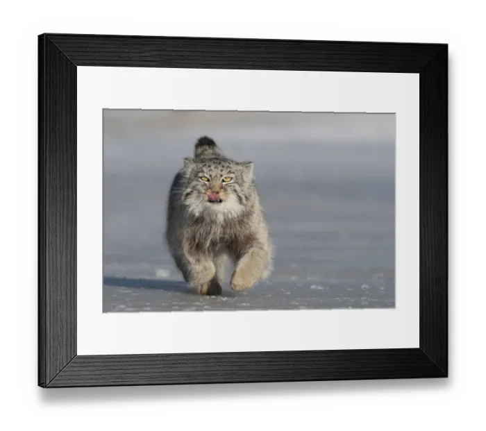 Framed Print : Pallass cat (Otocolobus manul) licking lips whilst running over ice. East Mongolia Framed Print : Pallass cat (Otocolobus manul) licking lips whilst running over ice. East Mongolia
