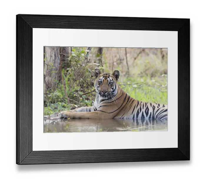 Framed Print : Bengal tiger (Panthera tigris tigris) cooling down in artificial water hole, portrait Framed Print : Bengal tiger (Panthera tigris tigris) cooling down in artificial water hole, portrait