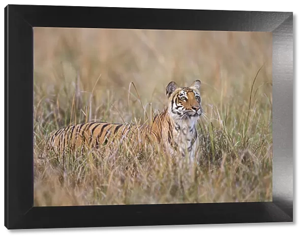 Bengal tiger (Panthera tigris tigris) standing in grassland