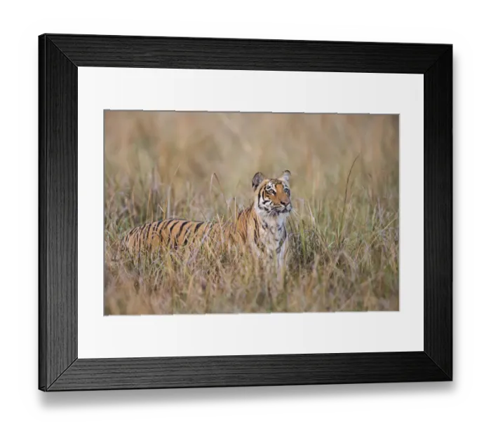 Framed Print : Bengal tiger (Panthera tigris tigris) standing in grassland Framed Print : Bengal tiger (Panthera tigris tigris) standing in grassland