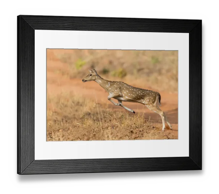 Framed Print : Chital (Axis axis) female leaping. Tadoba Andhari Tiger Reserve  /  Tadoba National Park