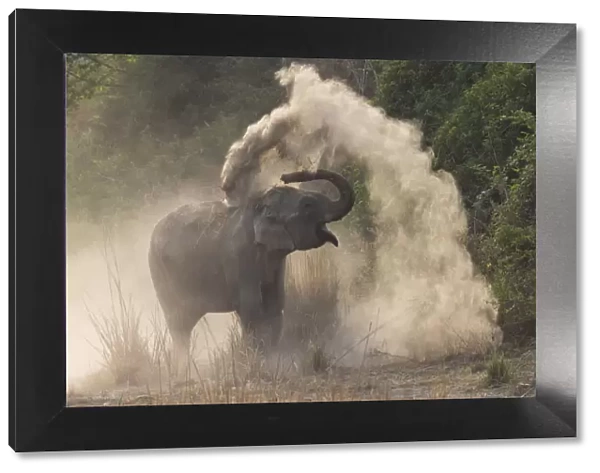 RF-Asian elephant (Elephas maximus) dust bathing. Jim Corbett National Park, Uttarakhand