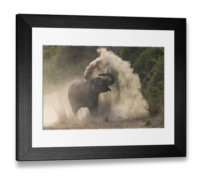 Framed Print : RF-Asian elephant (Elephas maximus) dust bathing. Jim Corbett National Park, Uttarakhand Framed Print : RF-Asian elephant (Elephas maximus) dust bathing. Jim Corbett National Park, Uttarakhand