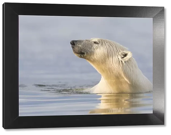 RF-Polar bear (Ursus maritimus) swimming in Beaufort Sea, portrait