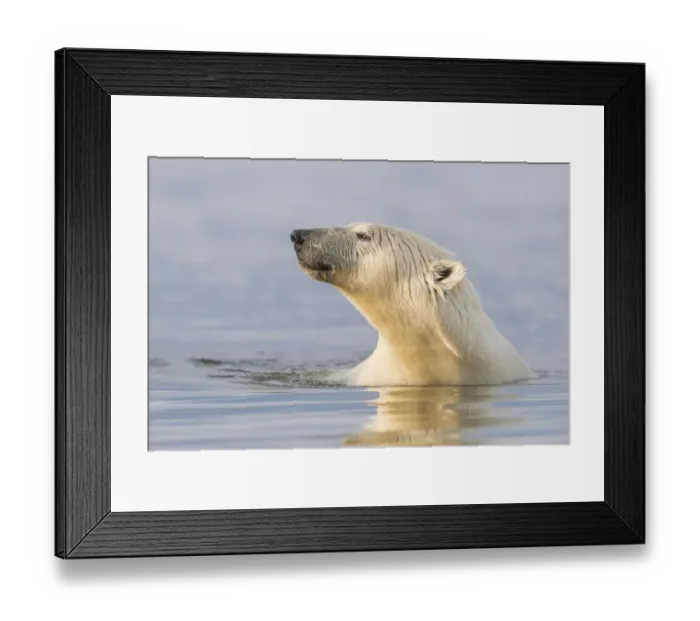 Framed Print : RF-Polar bear (Ursus maritimus) swimming in Beaufort Sea, portrait Framed Print : RF-Polar bear (Ursus maritimus) swimming in Beaufort Sea, portrait