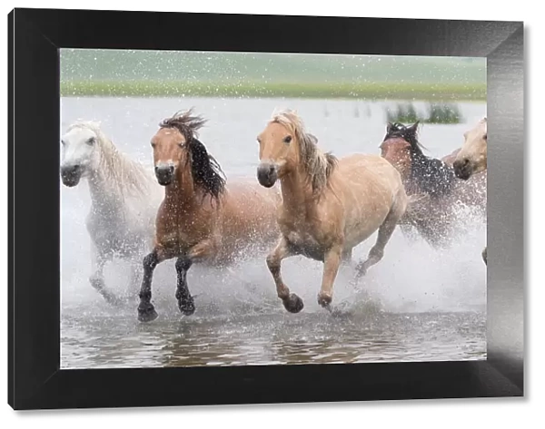 RF-Herd of horses running through water. Bashang Grassland, near Zhangjiakou