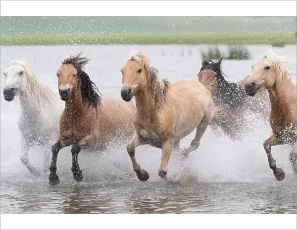 RF-Herd of horses running through water. Bashang Grassland, near Zhangjiakou