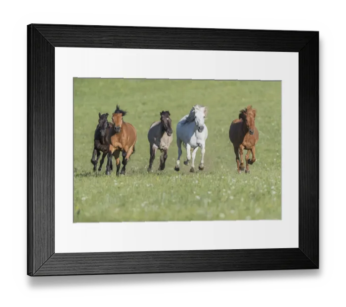 Framed Print : RF-Horses running through Bashang Grassland. Near Zhangjiakou, Hebei Province