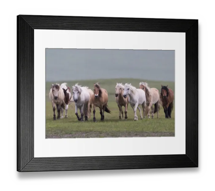 Framed Print : Horses running in grassland. Bashang Grassland, near Zhangjiakou, Hebei Province Framed Print : Horses running in grassland. Bashang Grassland, near Zhangjiakou, Hebei Province
