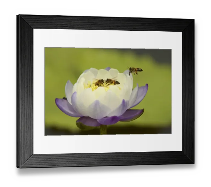 Framed Print : Bees in a water lily at a Roadside Billabong on the road to Port Stewart from Running Framed Print : Bees in a water lily at a Roadside Billabong on the road to Port Stewart from Running