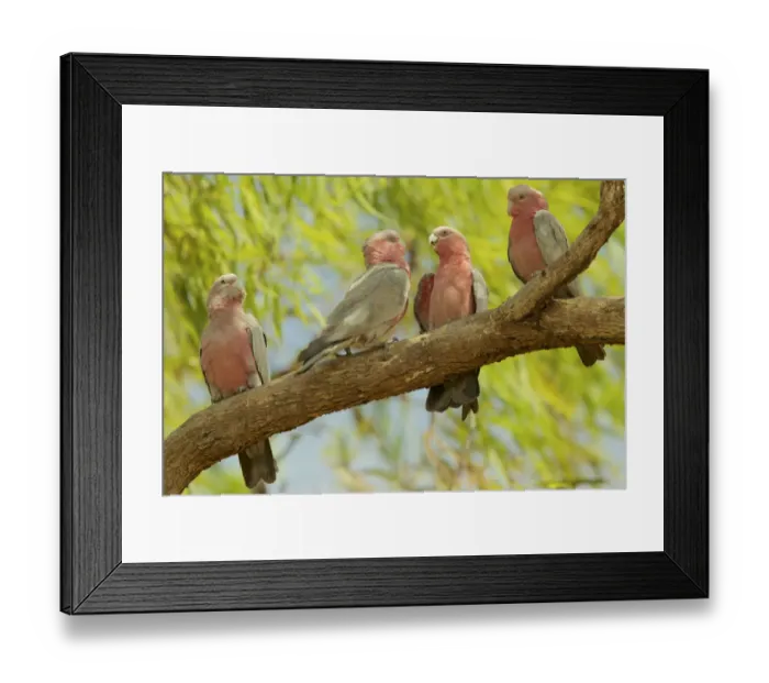 Framed Print : Galah (Cacatua roseicapilla) in tree, Piccaninny Plains Framed Print : Galah (Cacatua roseicapilla) in tree, Piccaninny Plains
