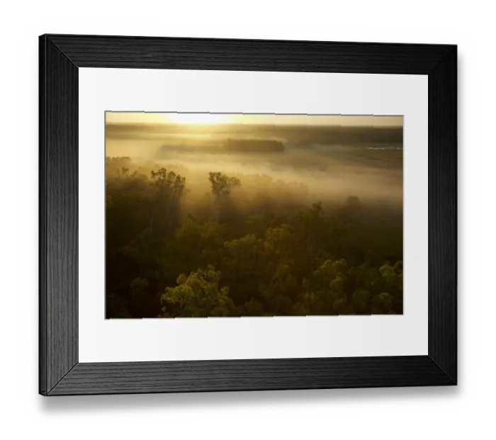 Framed Print : Sunrise illuminates mist over Green Swamp. Piccaninny Plains Sanctuary Cape Framed Print : Sunrise illuminates mist over Green Swamp. Piccaninny Plains Sanctuary Cape