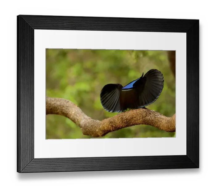 Framed Print : Magnificent riflebird (Ptiloris magnificus alberti) male Framed Print : Magnificent riflebird (Ptiloris magnificus alberti) male