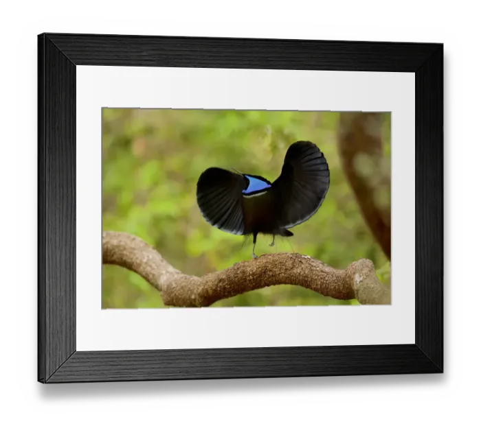 Framed Print : Magnificent riflebird (Ptiloris magnificus alberti) male Framed Print : Magnificent riflebird (Ptiloris magnificus alberti) male