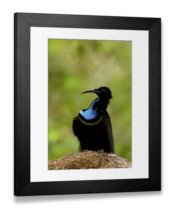 Framed Print : Magnificent riflebird (Ptiloris magnificus alberti) male on display perch