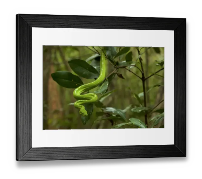 Framed Print : Green Python (Morelia viridis) in the rain forest, Iron Range National Park Framed Print : Green Python (Morelia viridis) in the rain forest, Iron Range National Park