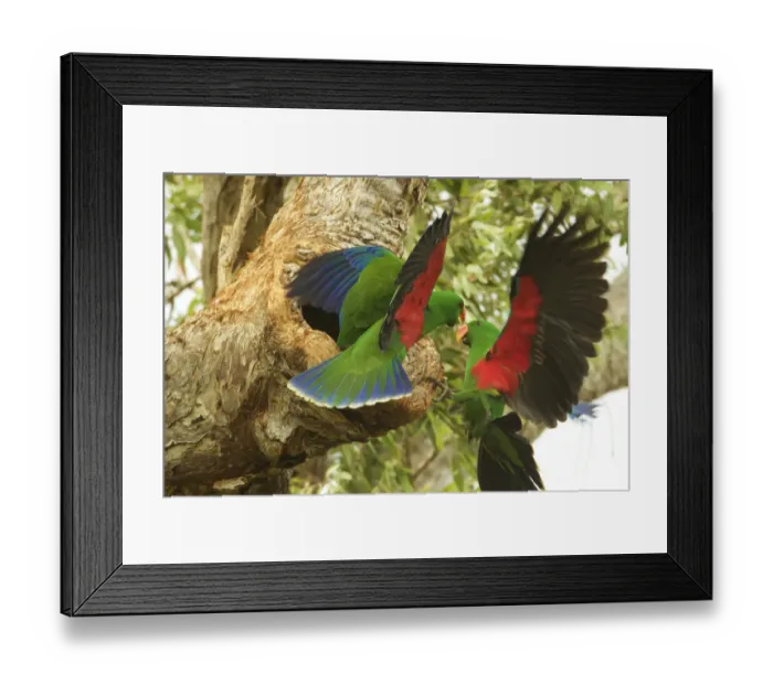 Framed Print : Eclectus parrot (Eclectus roratus) two males arrive at a nest cavity at the same time Framed Print : Eclectus parrot (Eclectus roratus) two males arrive at a nest cavity at the same time