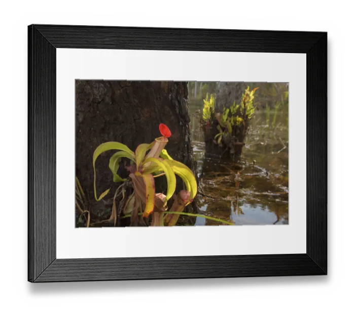 Framed Print : Pitcher Plant (Nepenthes sp. ) growing in Sheldon Lagoon, Cape York Peninsula, Queensland Framed Print : Pitcher Plant (Nepenthes sp. ) growing in Sheldon Lagoon, Cape York Peninsula, Queensland
