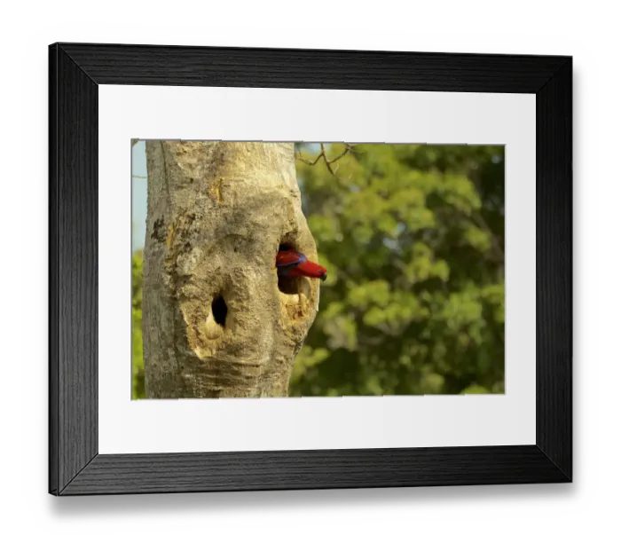 Framed Print : Eclectus Parrot (Eclectus roratus) female peering out from her nest cavity Framed Print : Eclectus Parrot (Eclectus roratus) female peering out from her nest cavity