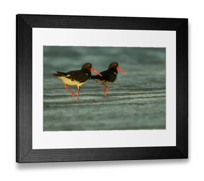 Framed Print : Pied Oystercatcher (Haematopus longirostris) pair, Crab Island, Torres Strait Islands Framed Print : Pied Oystercatcher (Haematopus longirostris) pair, Crab Island, Torres Strait Islands