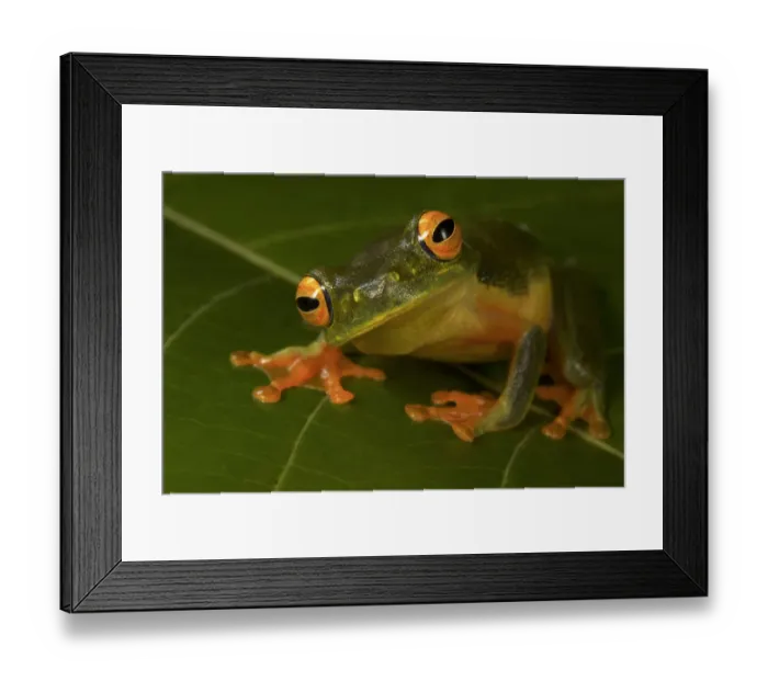 Framed Print : Graceful Treefrog (Littoria gracilenta) Iron Range National Park Framed Print : Graceful Treefrog (Littoria gracilenta) Iron Range National Park