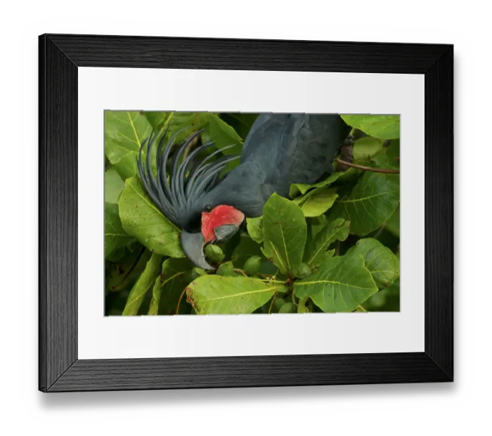 Framed Print : Palm Cockatoo (Probosciger aterrimus) feeding on Beach Almond (Terminalia catappa Framed Print : Palm Cockatoo (Probosciger aterrimus) feeding on Beach Almond (Terminalia catappa