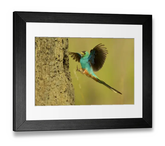 Framed Print : Golden-shouldered parrot (Psephotus chrysopterygius) male landing at nest cavity in Framed Print : Golden-shouldered parrot (Psephotus chrysopterygius) male landing at nest cavity in