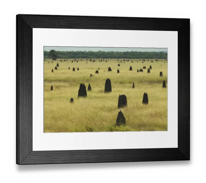 Framed Print : Termite Mounds on the Nifold Plain, Cape York Peninsula, Queensland, Australia. June 2012 Framed Print : Termite Mounds on the Nifold Plain, Cape York Peninsula, Queensland, Australia. June 2012