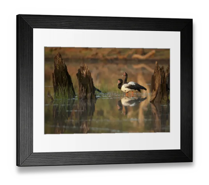 Framed Print : Magpie Goose (Anseranas semipalmata) at sunrise Lotusbird Billabong Framed Print : Magpie Goose (Anseranas semipalmata) at sunrise Lotusbird Billabong