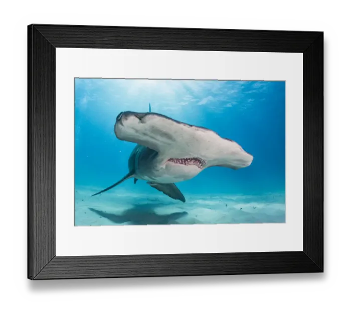 Framed Print : Face portrait of a Great hammerhead shark (Sphyrna mokarran) off Bimini, Bahamas Framed Print : Face portrait of a Great hammerhead shark (Sphyrna mokarran) off Bimini, Bahamas