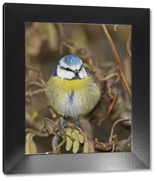 Eurasian blue tit (Parus caeruleus) fluffed up and perched on twig, Denmark, March