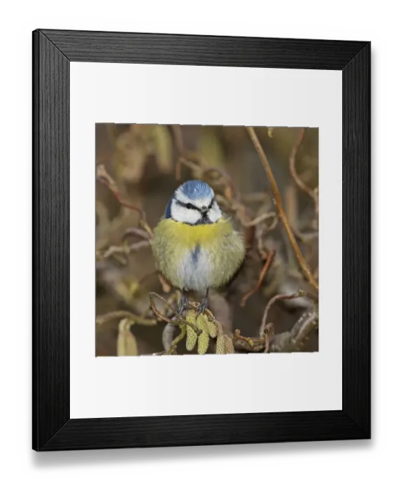 Framed Print : Eurasian blue tit (Parus caeruleus) fluffed up and perched on twig, Denmark, March Framed Print : Eurasian blue tit (Parus caeruleus) fluffed up and perched on twig, Denmark, March