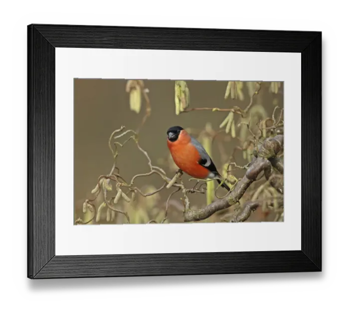 Framed Print : Eurasian bullfinch (Pyrrhula pyrrhula) male perched on twig, Denmark, February Framed Print : Eurasian bullfinch (Pyrrhula pyrrhula) male perched on twig, Denmark, February