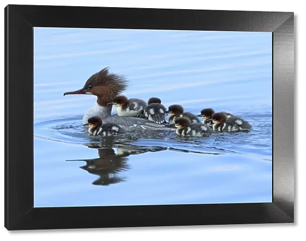 Common merganser (Mergus merganser) female with young on back and around her, Germany