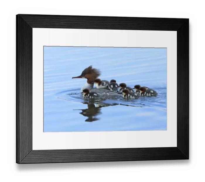 Framed Print : Common merganser (Mergus merganser) female with young on back and around her, Germany Framed Print : Common merganser (Mergus merganser) female with young on back and around her, Germany