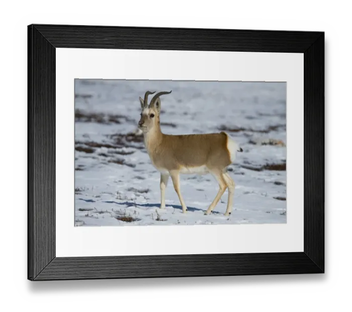 Framed Print : Tibetan gazelle (Procapra picticaudata) in snow. Hoh Xil Nature Reserve, Tibetan plateau Framed Print : Tibetan gazelle (Procapra picticaudata) in snow. Hoh Xil Nature Reserve, Tibetan plateau