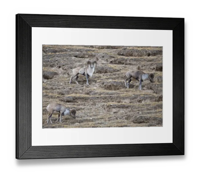 Framed Print : Altai argali sheep (Ovis ammon), three grazing on slope Framed Print : Altai argali sheep (Ovis ammon), three grazing on slope