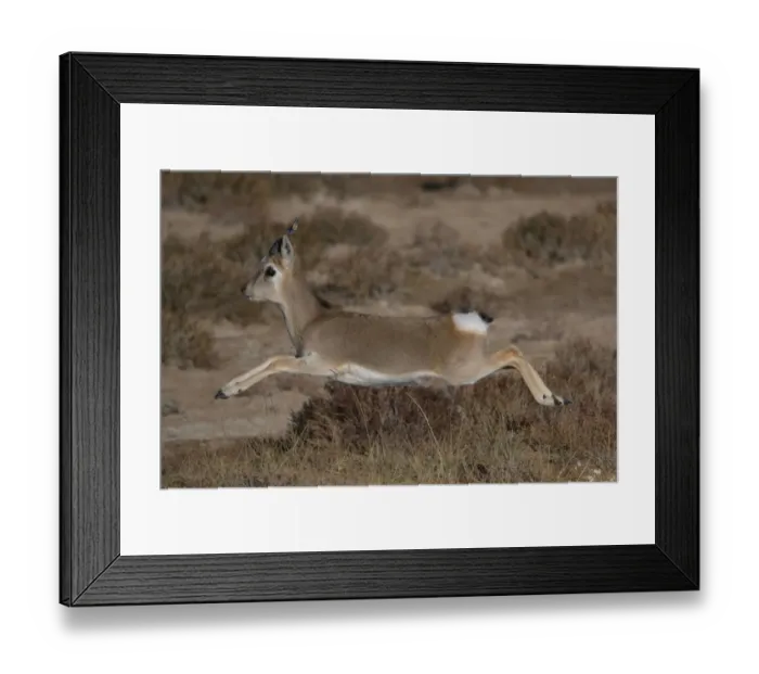 Framed Print : Tibetan gazelle or Goa, (Procapra picticaudata) leaping, in mid air Framed Print : Tibetan gazelle or Goa, (Procapra picticaudata) leaping, in mid air