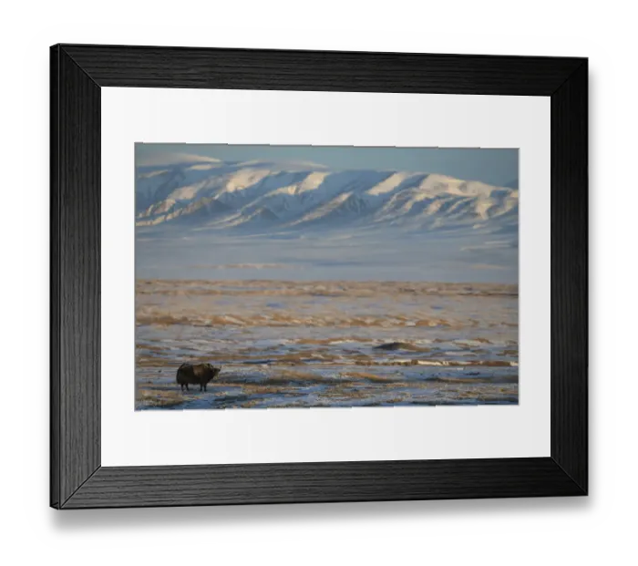Framed Print : Wild yak (Bos mutus) in snow covered steppe, mountains in background Framed Print : Wild yak (Bos mutus) in snow covered steppe, mountains in background