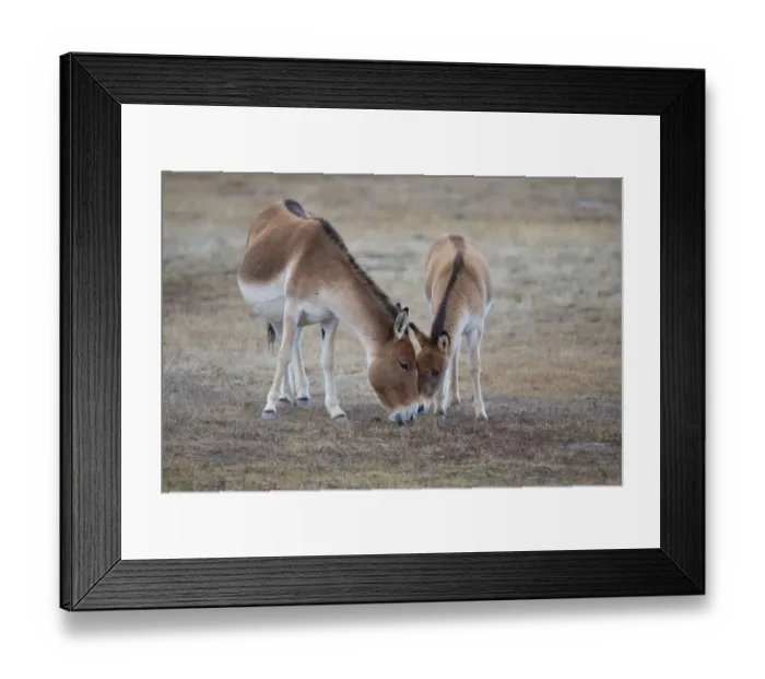 Framed Print : Kiang (Equus kiang) female and foal. Hoh Xil Nature Reserve, Tibetan plateau, Qinghai Framed Print : Kiang (Equus kiang) female and foal. Hoh Xil Nature Reserve, Tibetan plateau, Qinghai