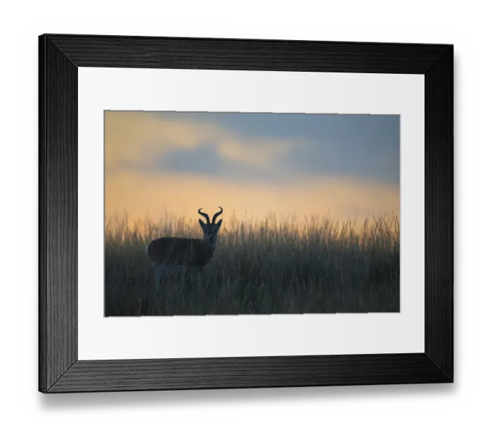 Framed Print : Przewalskias gazelle (Procapra przewalskii) in grassland at dusk Framed Print : Przewalskias gazelle (Procapra przewalskii) in grassland at dusk
