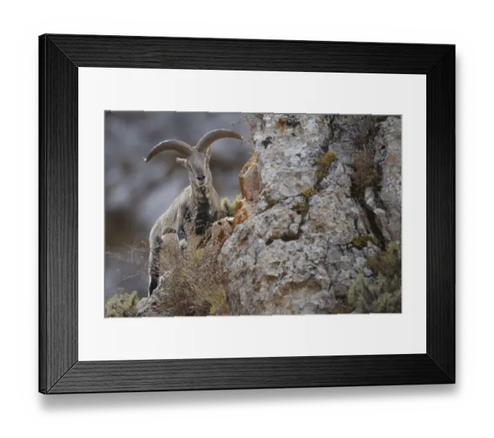 Framed Print : Blue sheep (Ovis nahoor) male. Valley of the Cats, Angsai Nature Reserve Framed Print : Blue sheep (Ovis nahoor) male. Valley of the Cats, Angsai Nature Reserve