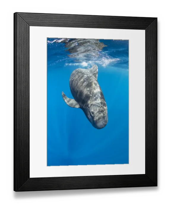 Framed Print : Short-finned pilot whale (Globicephala macrorhynchus) swimming below surface Framed Print : Short-finned pilot whale (Globicephala macrorhynchus) swimming below surface