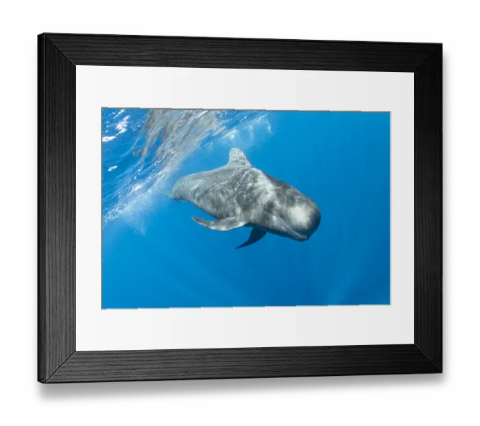 Framed Print : Short-finned pilot whale (Globicephala macrorhynchus) swimming below surface Framed Print : Short-finned pilot whale (Globicephala macrorhynchus) swimming below surface