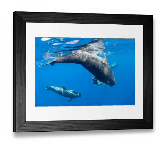 Framed Print : Short-finned pilot whale (Globicephala macrorhynchus) female carrying dead calf