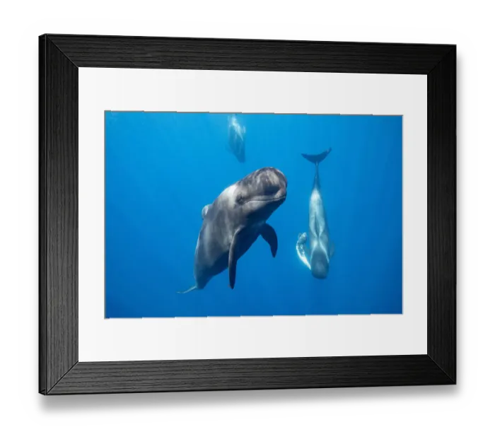 Framed Print : Short-finned pilot whale (Globicephala macrorhynchus) male escort with female carrying Framed Print : Short-finned pilot whale (Globicephala macrorhynchus) male escort with female carrying
