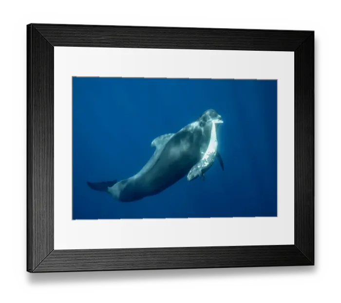 Framed Print : Short-finned pilot whale (Globicephala macrorhynchus) female carrying dead calf Framed Print : Short-finned pilot whale (Globicephala macrorhynchus) female carrying dead calf