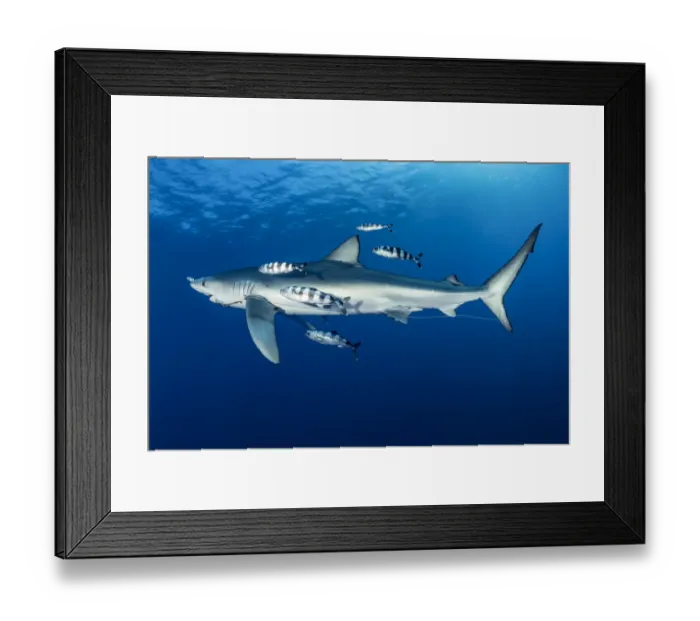 Framed Print : Blue shark (Prionace glauca) with fishing hook caught in mouth and Pilot fish Framed Print : Blue shark (Prionace glauca) with fishing hook caught in mouth and Pilot fish