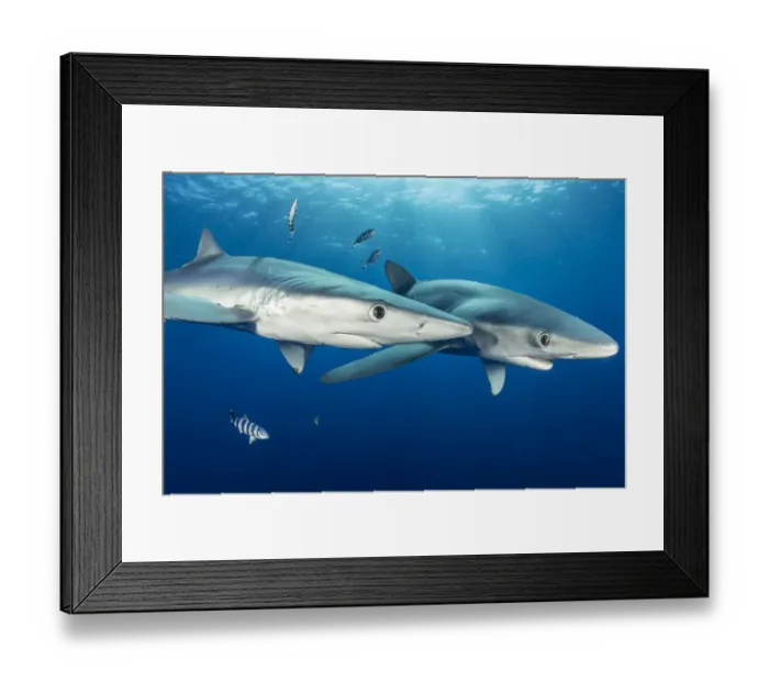Framed Print : Couple of Blue shark (Prionace glauca) and Pilot fish (Naucrates ductor), Pico Island Framed Print : Couple of Blue shark (Prionace glauca) and Pilot fish (Naucrates ductor), Pico Island